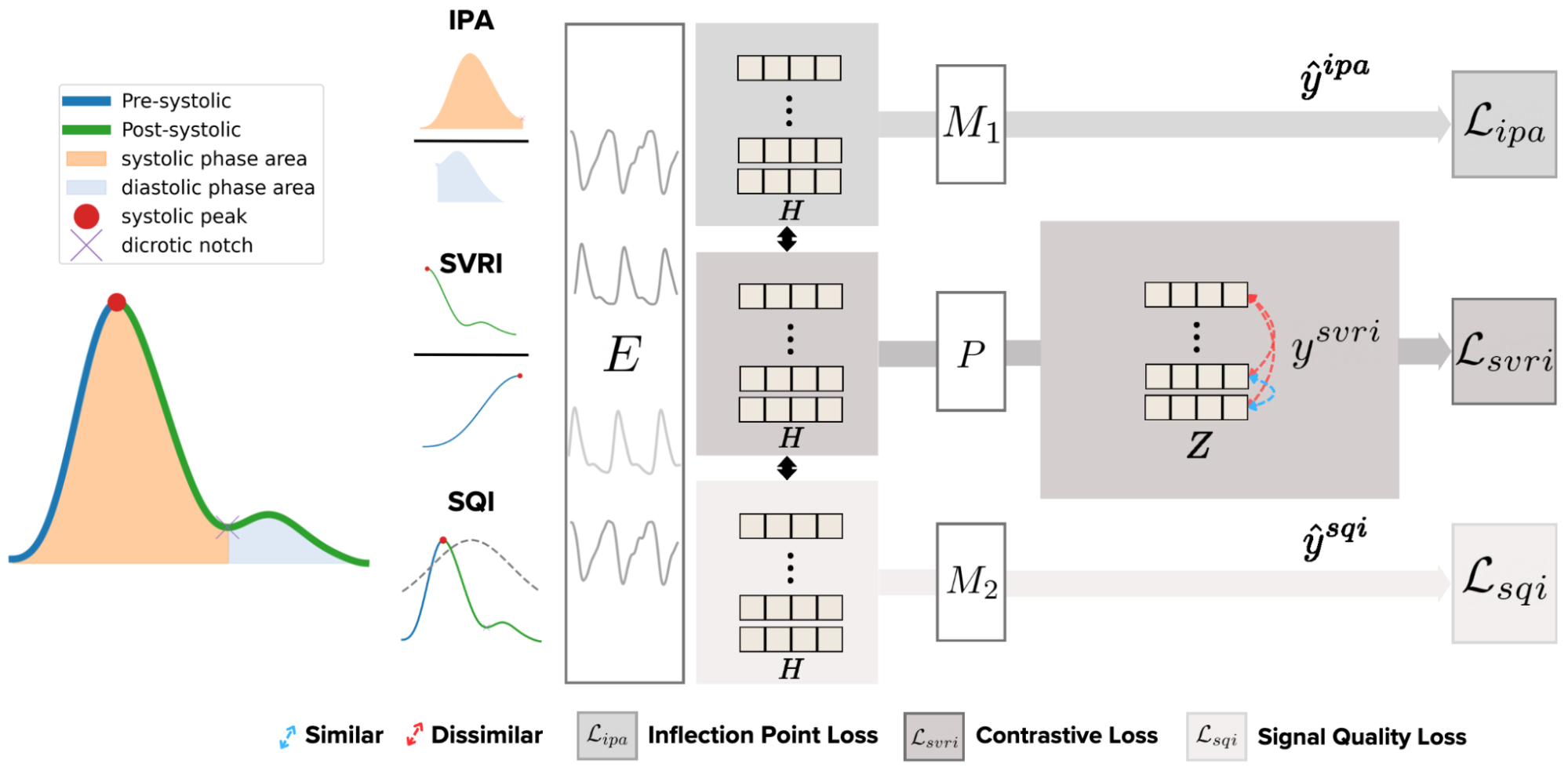 PaPaGei architecture using pulse morphology and signal-quality measures to learn PPG representations.
